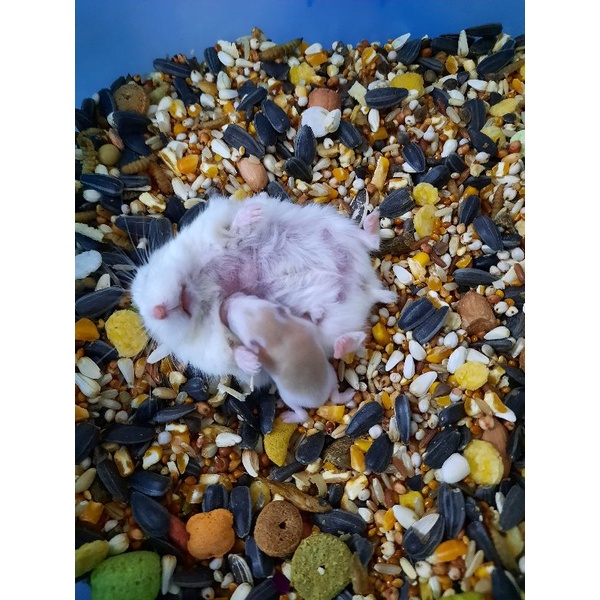 Túi thức ăn ngũ cốc trộn dành cho hamters