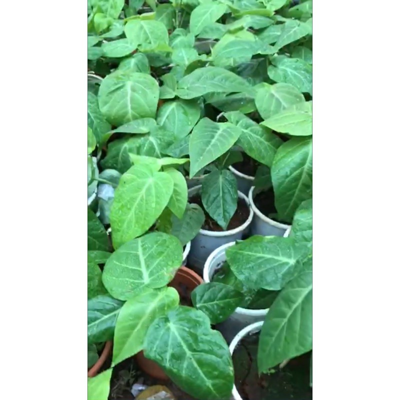 2 chanh leo Colombia