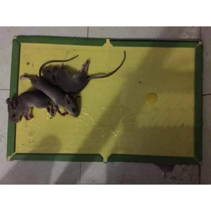 Keo dính chuột, bẫy chuột siêu dính Mouse traps xanh trắng