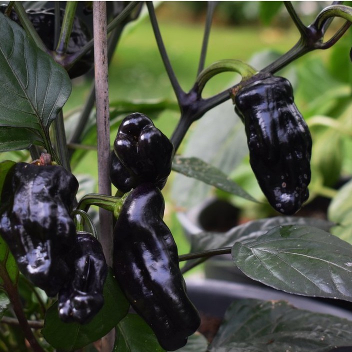 Hạt giống ớt Purple Tiger x Jalapeno V2 (No Variegated, Big Pod)