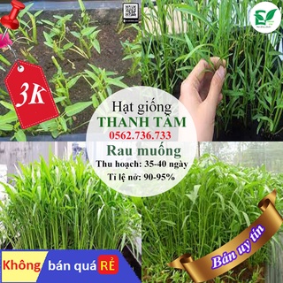 - 250 hạt giống rau Muống lá tre