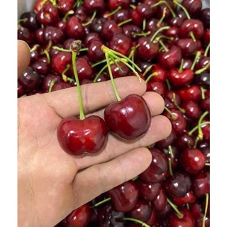 Cây giống cherry