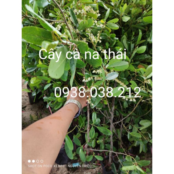 CÂY CÀ NA THÁI