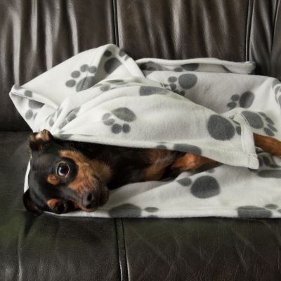 Pawty Chăn lông cừu cao cấp cho chó mèo/thú cưng