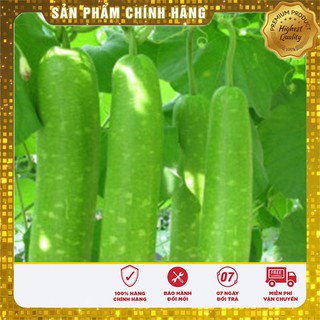 Hạt giống bầu lai F1 - 2gr