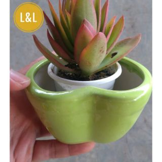Chậu bát tràng hình trái tim mini trồng cây cảnh để bàn, sen đá, xương rồng, cây phong thủy, tiểu cảnh