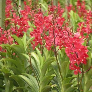 (Mua 10 tặng 1) Combo 10 cây lan Mokara giống