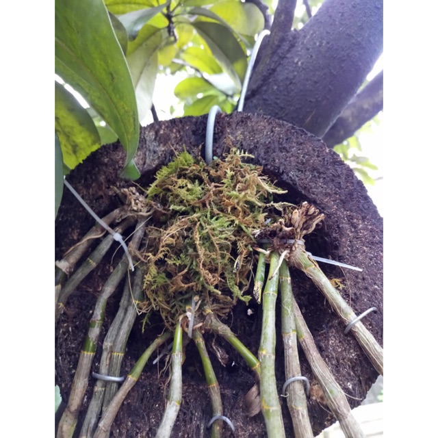 Rêu Rừng Giá thể trồng ươm lan đã qua xử lý (gói 5dm3)