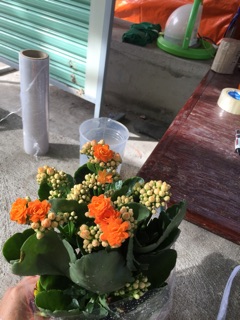 Cây sống đời