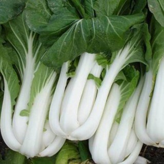 hạt giống rau cải bẹ trắng 15gr ( cải thìa trắng )