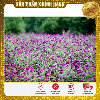 Hạt Giống Hoa Cúc Bách Nhật Mix(100 hạt)
