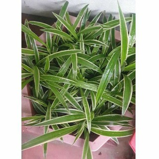 5 Cây Cỏ Lan Chi_ cây dây nhện
