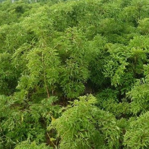 Trà Đinh Lăng Khô Lợi Sữa, Đẹp Da 200gr