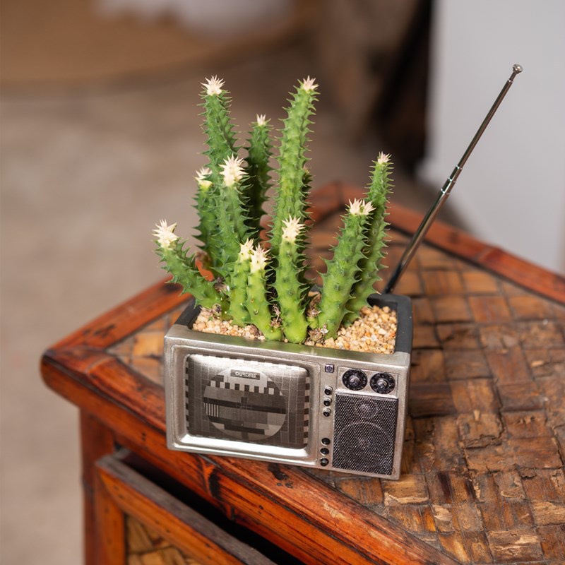Chậu Trồng Sen Đá Chậu Nhựa Trồng Cây Mini Decor Trang Trí Dễ Thương Nhiều Mẫu
