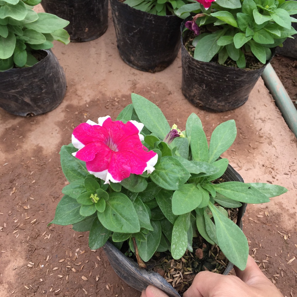 Cây Hoa Dạ Yên Thảo Nhiều Màu,Sẵn Nụ Và Hoa