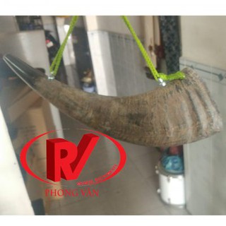 Tù Và Sừng Trâu TVST-3511