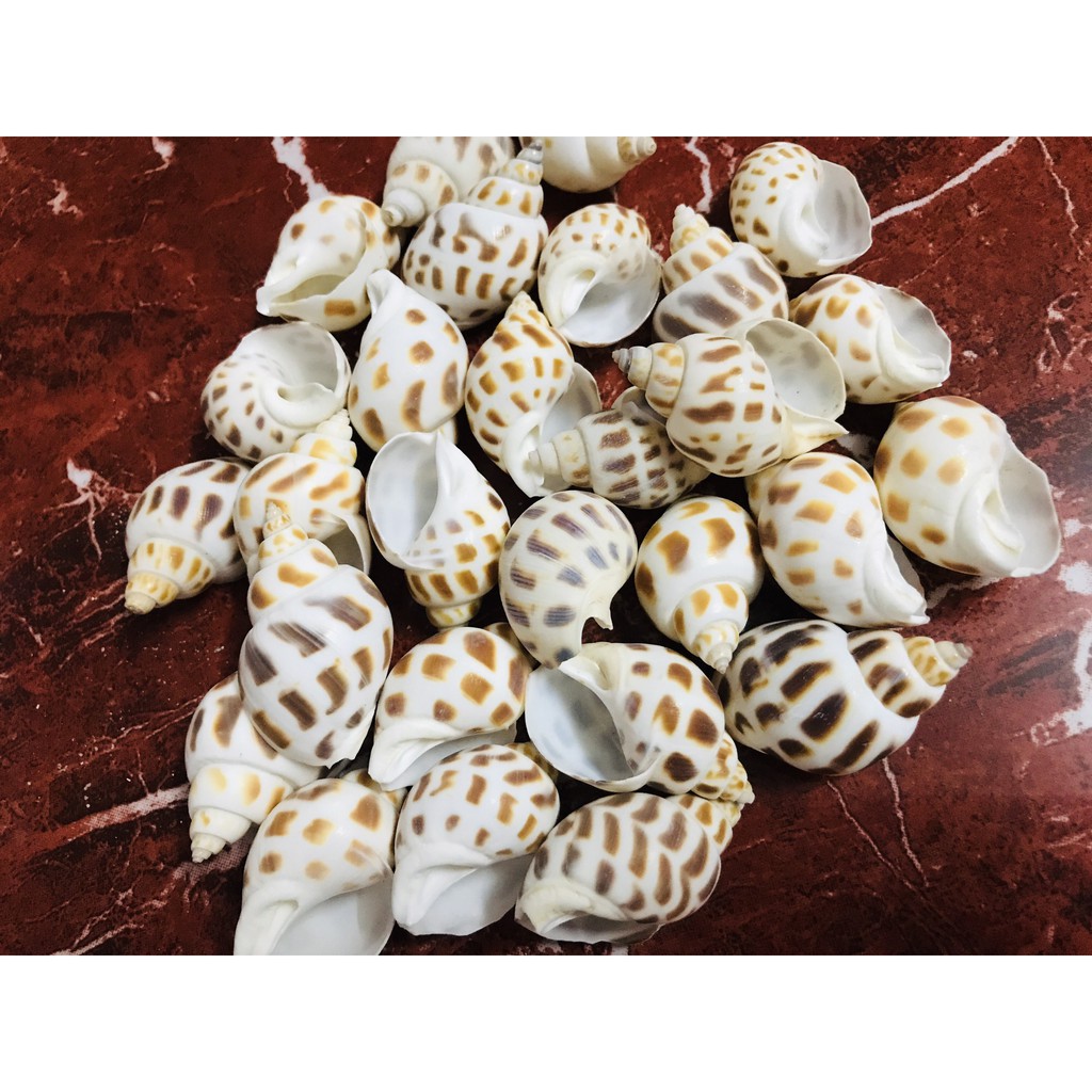 Vỏ Ốc Hương Size L