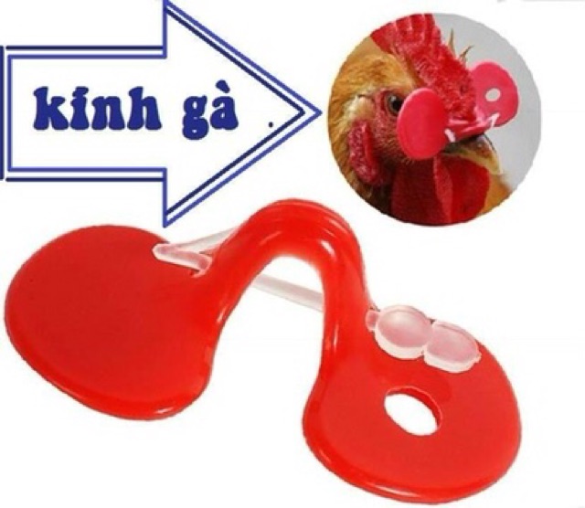 Kính gà - KÍNH CHO GÀ TRE CHIM TRĨ
