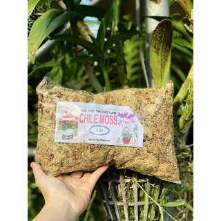 Dớn trắng 100g dớn Chile trồng lan Hồ Điệp dớn trồng lan vật dụng trồng phong lan giữ ẩm cực tốt