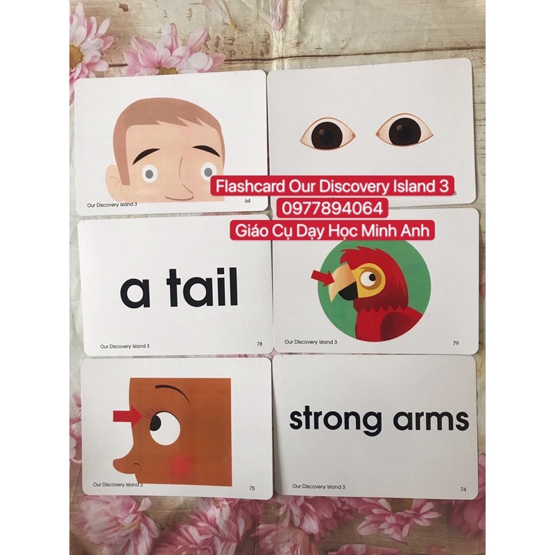 Flashcards  Our Discovery Island 3☘️194 thẻ thiết kế hai mặt bền đẹp💯
