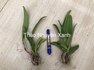 Hoa lan Catlaya màu mới cỡ trung