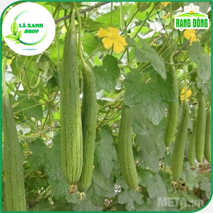 Hạt Giống Mướp Hương F1 Dễ Trồng, Trái Dài, Thơm, Ngọt (gói 1 gram) - Hạt giống Rạng Đông