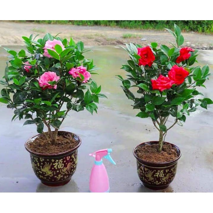 TRÀ MY CHẬU CÂY LỚN ĐANG NỤ--ĐỦ MÀU--HOA CHUẨN TẾT