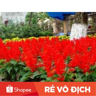 (SALE LỚN) 100 hạt giống hoa xp chất lượng cao