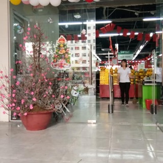 Hoa đào mai túi 50 bông