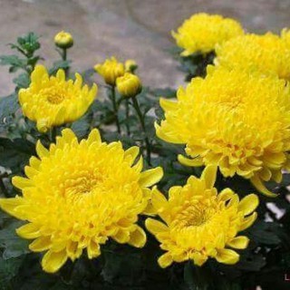 Bộ 2 gói hạt giống hoa cúc vàng