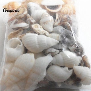 Set 40 vỏ ốc biển trang trí chậu cây