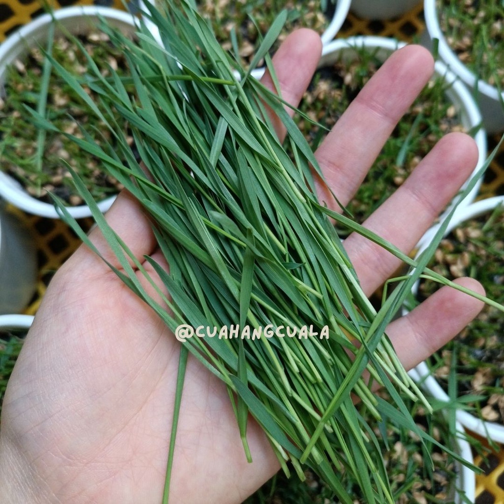 Hạt giống cỏ mèo, cỏ lúa mì hỗ trợ tiêu hóa, bổ sung chất xơ, chống búi lông