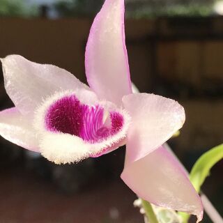 Trầm mới: Hắc bạch vô thường