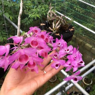 CỐC LAN TRẦM TÍM GIỐNG ĐỦ LOẠI HÀNG GIEO HẠT TÙY CHỌN