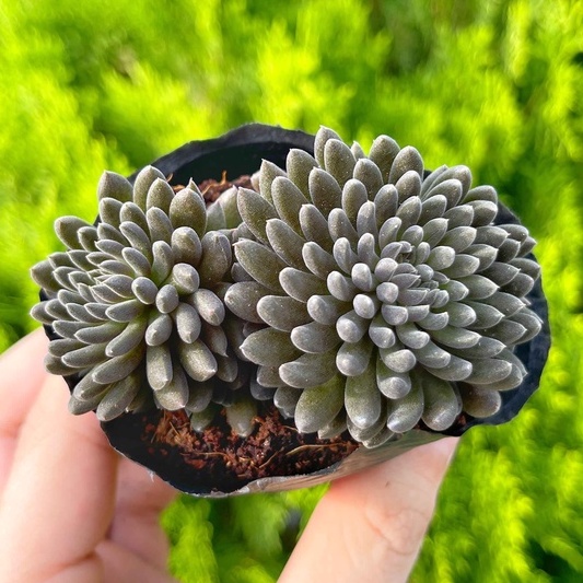 Sen đá nhím đen 5-7cm - Vườn sen đá