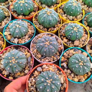 Xương rồng aster ( size hoa)6-7cm +