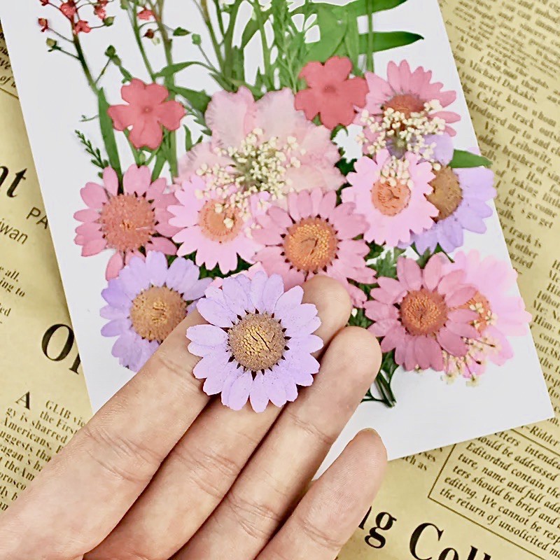 Hoa khô ép chuyên cho mặt và body