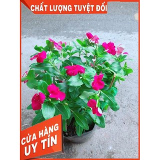 Hoa Dừa Cạn Màu Hồng (có hoa sẵn)