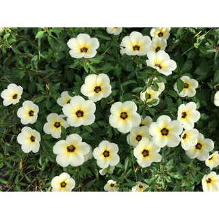 cây giống hoa đông hầu