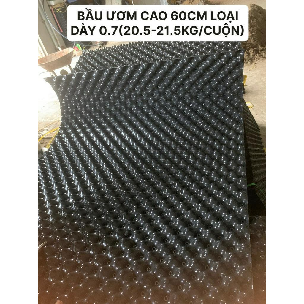 50M BẦU ƯƠM CAO 60CM LOẠI DÀY 0.7 HÀNG LOẠI 1(20.5-21.5KG/CUỘN)