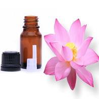 Tinh dầu thơm xông phòng hương Hoa Sen Trắng lọ 100ml