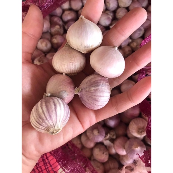 tỏi cô đơn 1 kg giá rẻ
