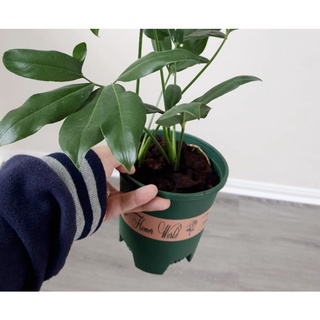 Philodendron Goeldii