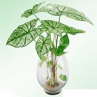 Cây môn(mon) lá trắng