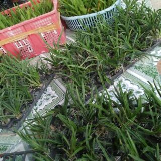 Hoa lan vũ nữ bút chì