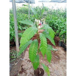 Cây giống vú sữa hoàng kim cao 70 - 80 cm - Tặng kèm phân và hướng dẫn trồng