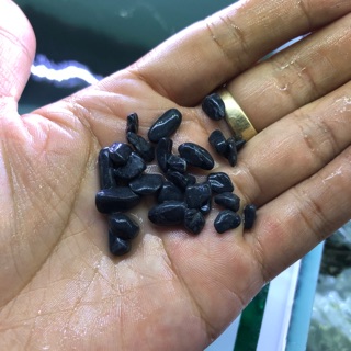 Sỏi đen trang trí hồ cá
