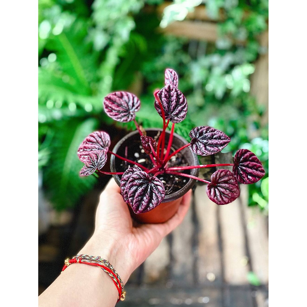 Chậu cây Peperomia caperata Red Luna (Kim Chi Ngọc Diệp Red Luna) chậu nhựa