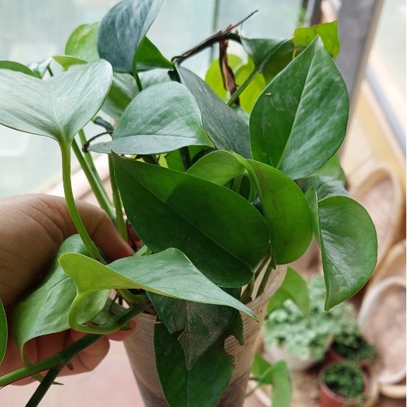 💙Set 3 cây trầu bà leo cho không gian thêm thoáng mát - Tặng kèm quà bất kì