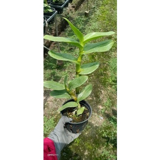 Lan Denro nắng lưỡi bò tím